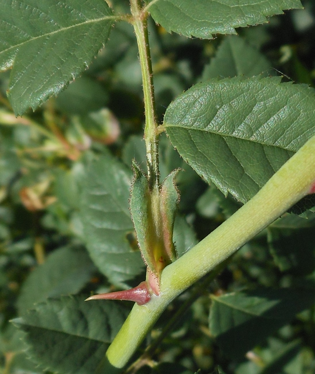 Rosa squarrosa / Rosa pustolosa